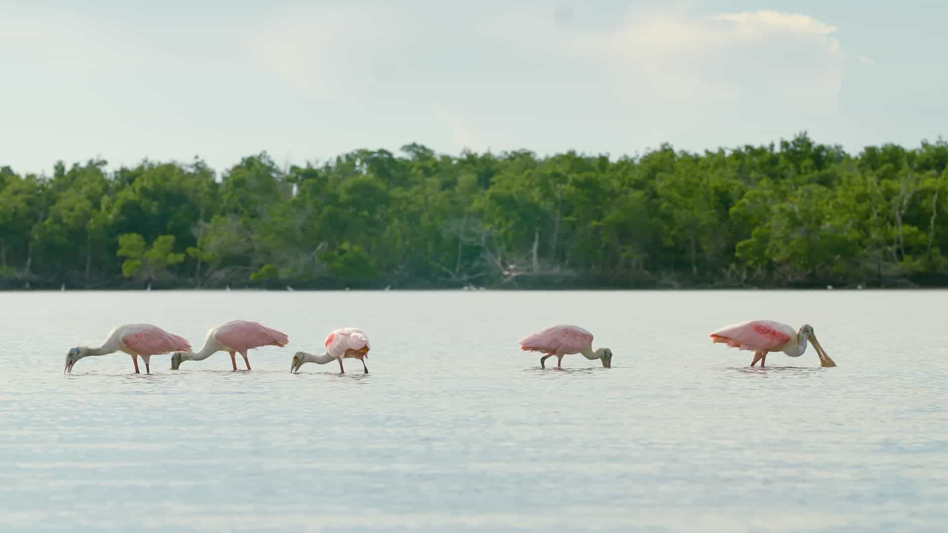 Roseate_Spoonbills_in_the_Everglades https://captainsforcleanwater.org/wp-content/uploads/2026/04/Roseate_Spoonbills_in_the_Everglades.jpg